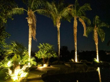 A group of palm trees lit up at night.